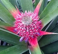 Image result for Pineapple Tree Plant