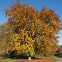 Image result for Fagus sylvatica Tricolor