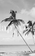 Image result for Palm Tree Beach Boat