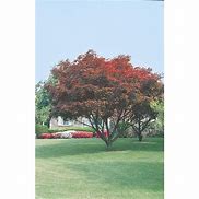 Image result for Upright Japanese Maple
