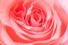 Image result for Pink Rose Texture