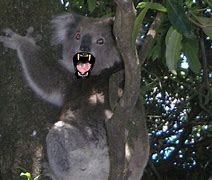 Image result for Terrifying Animals of Australia