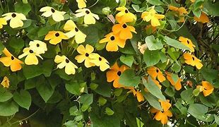 Image result for Summer Vine Plants