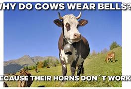 Image result for Fluffy Cow Memes