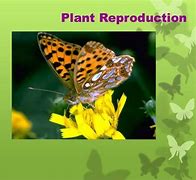Image result for Reproduction in Plants Form 3