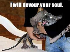 Image result for Funny Evil Cat Memes