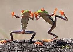 Image result for Funny Frog Happy Dance