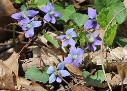 Image result for Wildflower Cases Purple
