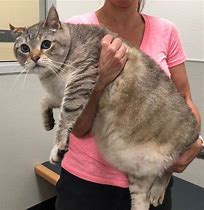 Image result for Chonk