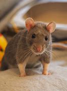 Image result for Adorable Baby Rat