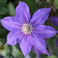 Clematis Luther Burbank に対する画像結果