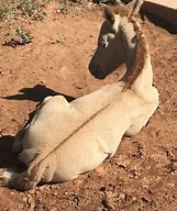 Image result for Yellow Dun Horse
