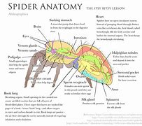 Image result for Jumping Spider Anatomy