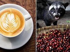 Image result for Civet Cat Coffee