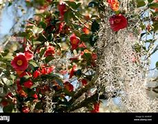 Image result for Spanish Moss in South Carolina USA