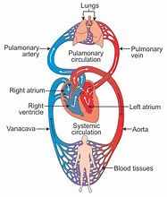 Image result for Cardio System Easy