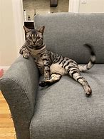 Image result for Cat Sitting Alone On Couch Meme