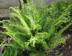 Image result for Dryopteris affinis Cristata the King