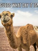 Image result for E Happy Hump Day Meme