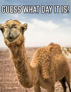 Image result for Hump Day Meme with Sound