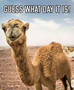 Image result for Over the Hump Meme