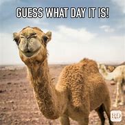 Image result for Hump Day Almost Over Meme