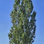Image result for Populus nigra Italica
