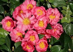 Image result for Camellia sasanqua Rose de Segur
