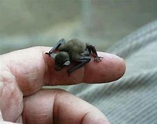 Image result for Cute Bumblebee Bat