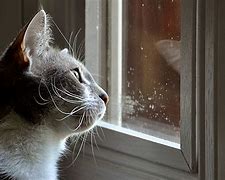 Image result for Kitten Looking Out Window