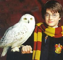Image result for Hedwig Harry Potter