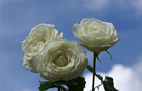Image result for Real White Roses