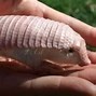 Image result for Smallest Animal That Ever Lived