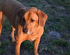 Image result for Black and Tan Bloodhound