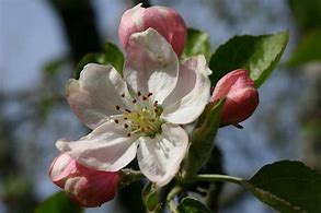 Image result for Apple Flower to Fruit