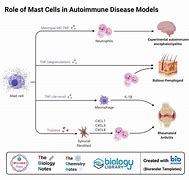 Image result for Cells at Work Mast Cell