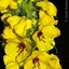 Image result for Verbascum boerhavii bicolor