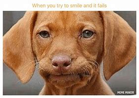 Image result for Awkward Smile Dog Meme