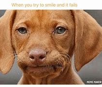 Image result for Meme of Dog Smiling