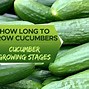 Image result for How to Grow Apple Cucumbers