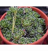 Image result for Saxifraga cochl. Minor