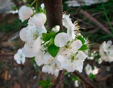 Image result for Prunus domestica Belle de Thuin