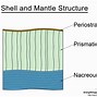 Image result for Snail Anatomy Diagram