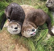 Image result for Otter Home