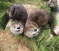Image result for Otter Animal House