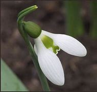Image result for Galanthus elwesii White Perfection