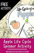 Image result for Apple Life Cycle Activity