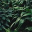 Image result for Aesthetic iPhone Wallpaper Plants