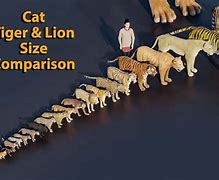 Image result for Animal Size Comparison