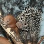 Image result for Porcupine Hair Baby